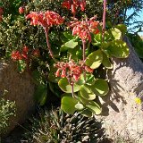 Cotyledon 'macrantha' ©JLcoll.879.JPG